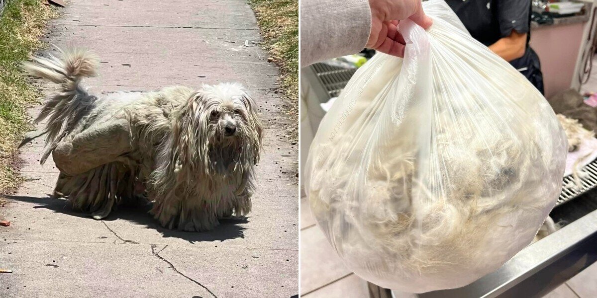 Tiny Dog Is Unrecognizable After Shedding Two Pounds Of Fur