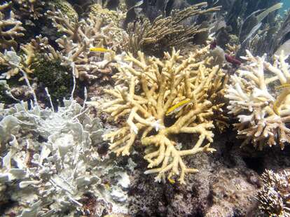 Florida Keys Coral Reefs Are Already Bleaching As Water Temperatures ...