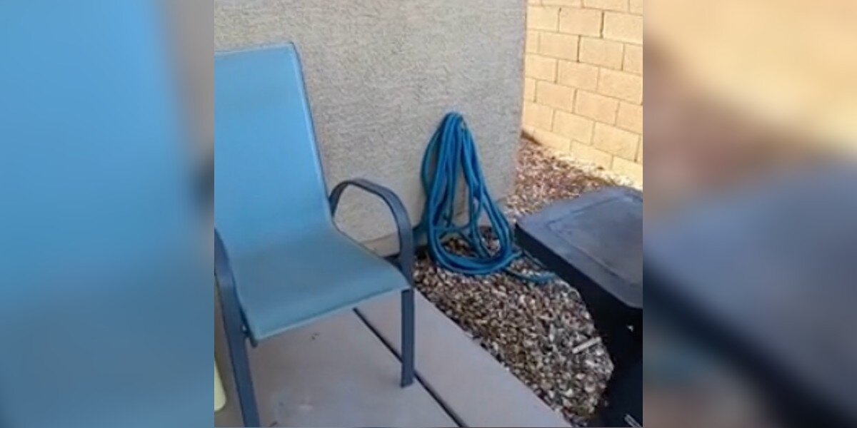 Woman Walks Into Backyard And Stumbles On Deadly Family Hiding Under ...