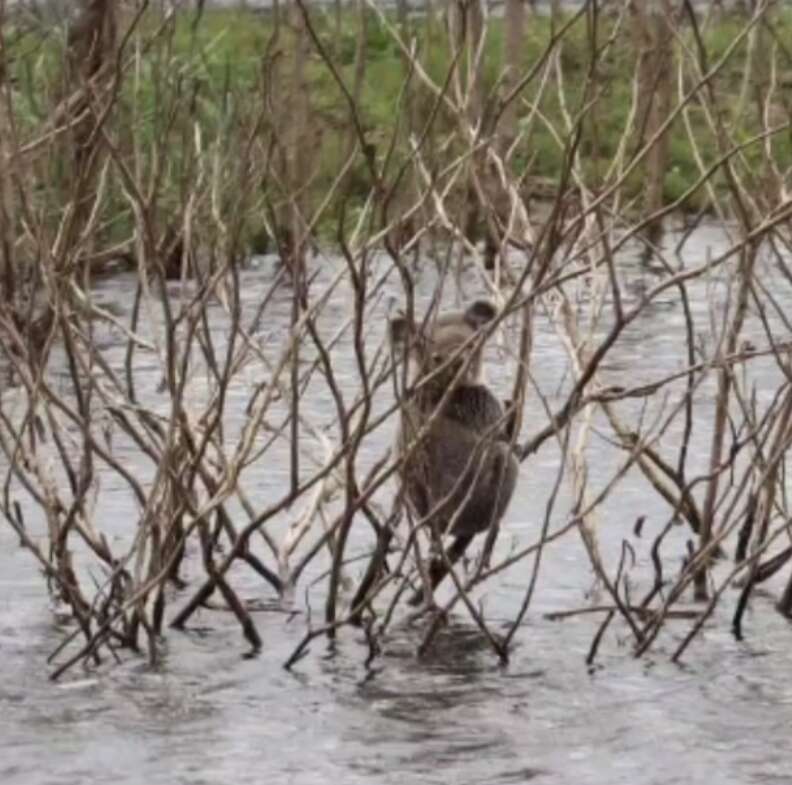 koala in reeds