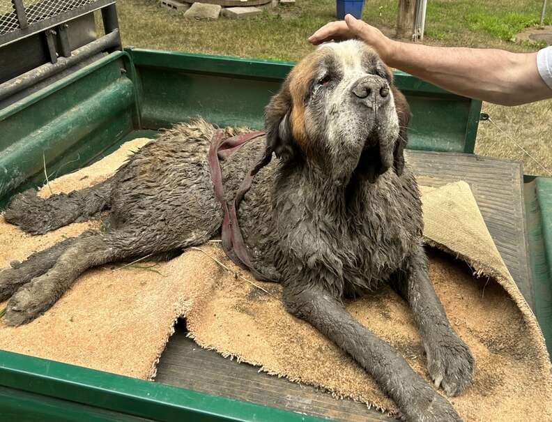 muddy dog