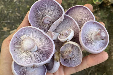 The Mushroom Shop