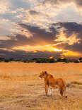 Lioness in the African savanna at sunset