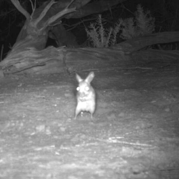 mouse on trail camera