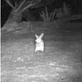 Strange Mice Show Up On Trail Cameras — Then Scientists Realize They're Extremely Rare