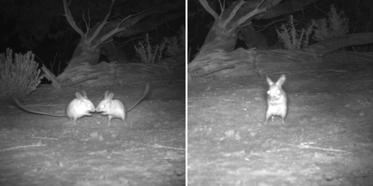 Strange Mice Show Up On Trail Cameras — Then Scientists Realize They're Extremely Rare