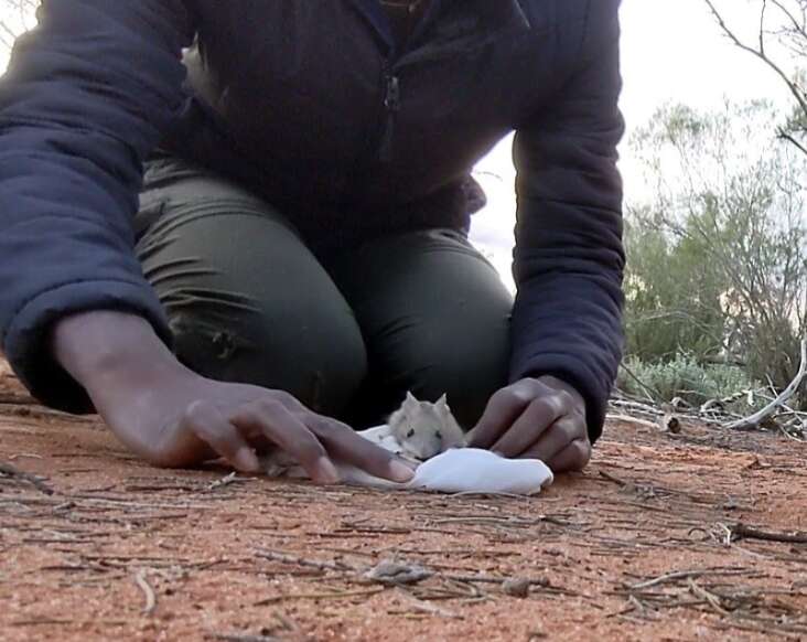 hopping mouse