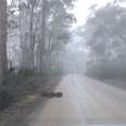 Driver Hits The Brakes When He Sees Group Of Elusive Animals Emerge From The Fog