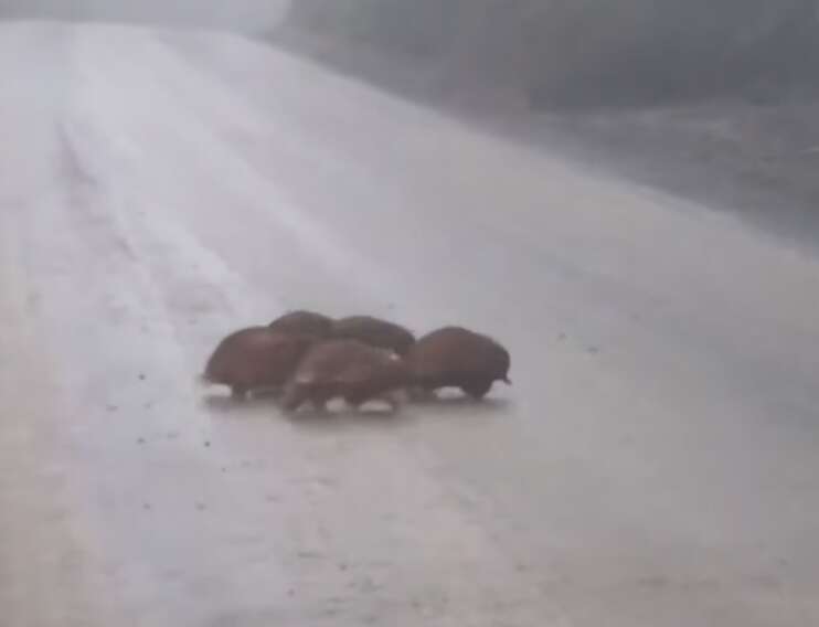 echidnas in the road