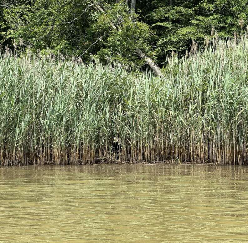 eagle in the reeds