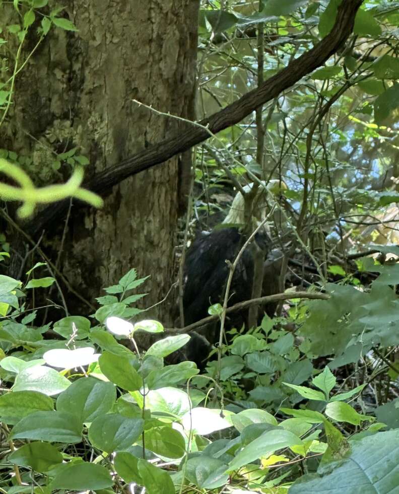 eagle in the woods