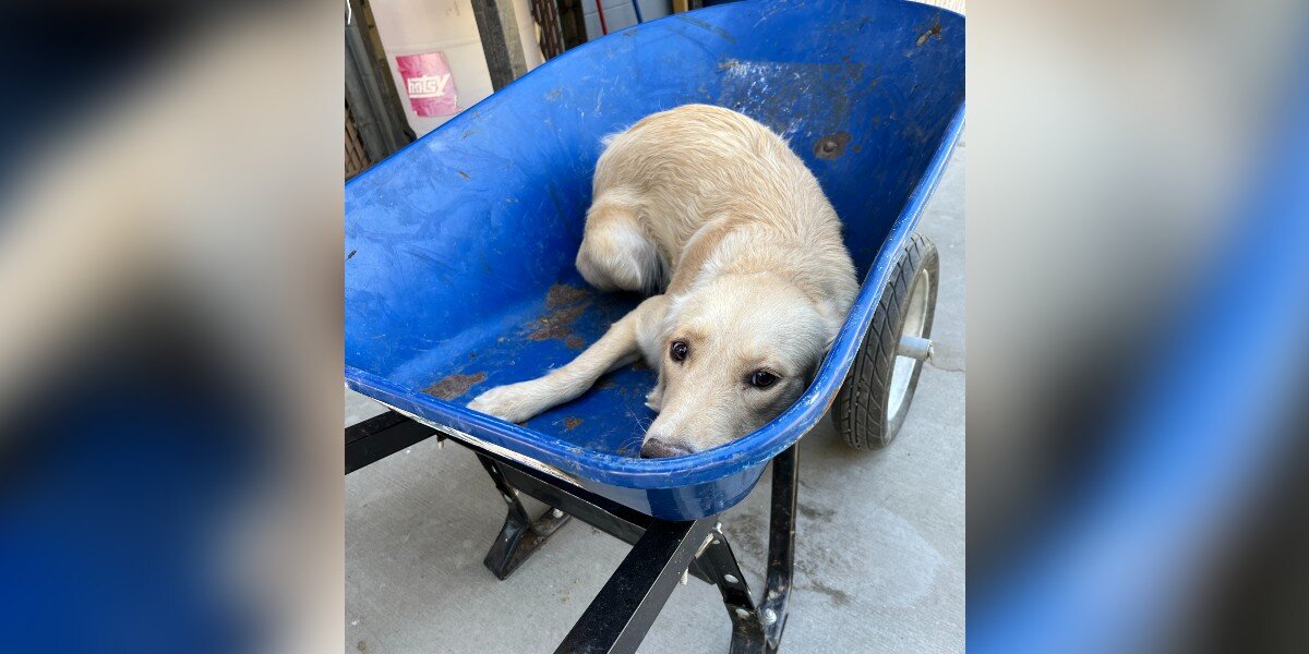 Shelter Dog Being Taken To Be Put Down In A Wheelbarrow Rescued