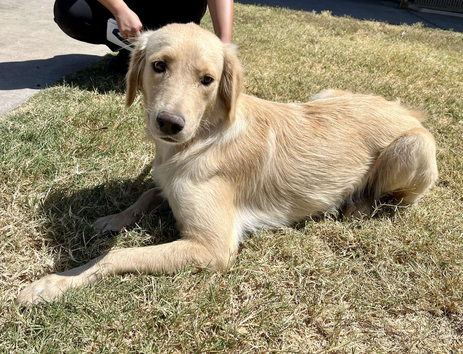 Shelter Dog Being Taken To Be Put Down In A Wheelbarrow Rescued The Dodo