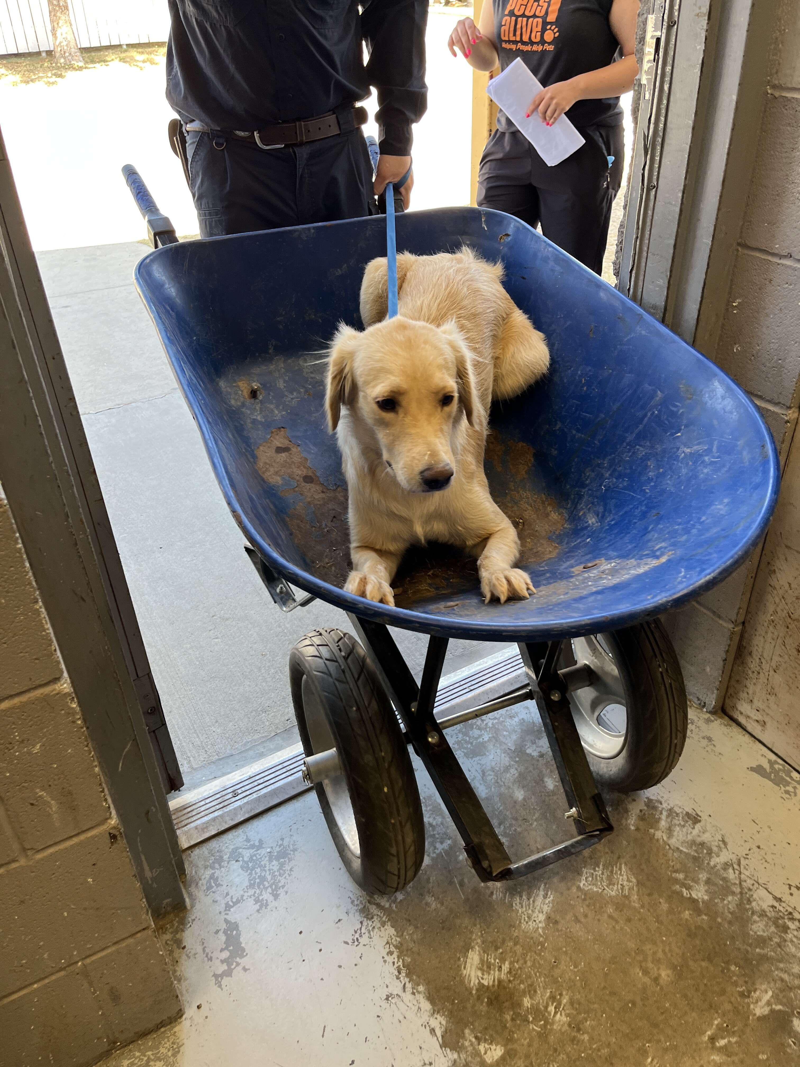 dog in wheelbarrow