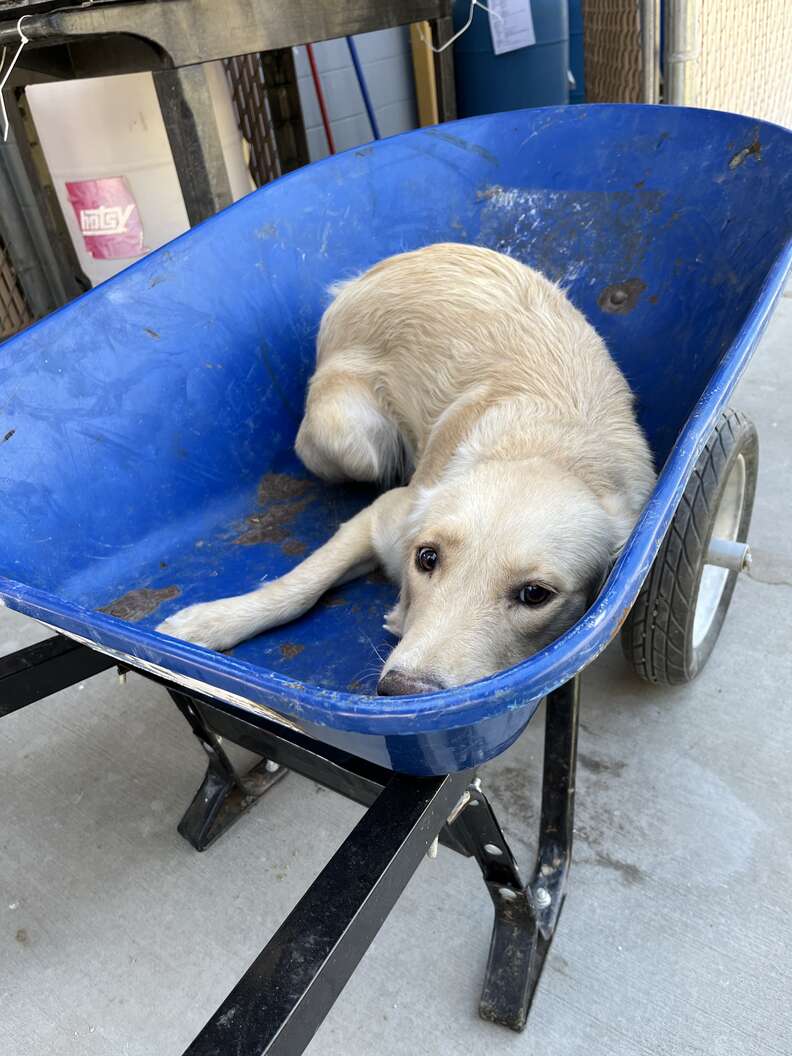 dog in wheelbarrow