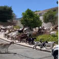 Police Look On Helplessly As Herd Of Goats Takes Over Neighborhood