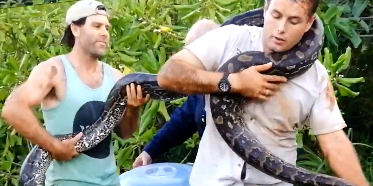 Guys Rescue A Mama Python — And Her 40 Eggs - Videos - The Dodo