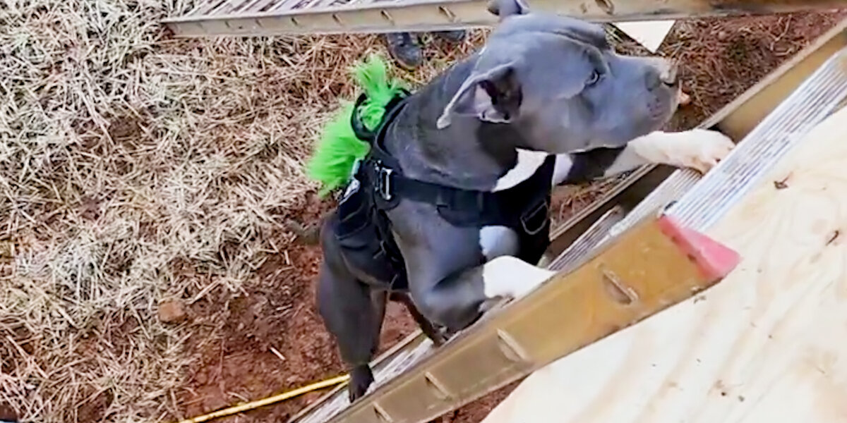 Pittie Climbs Ladders To Get To His Dad - Videos - The Dodo