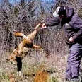 Coyote Waits Patiently For Guy To Free Him From Fence