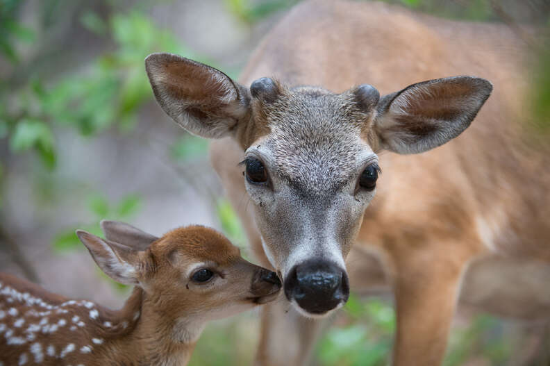 Deer kid deals