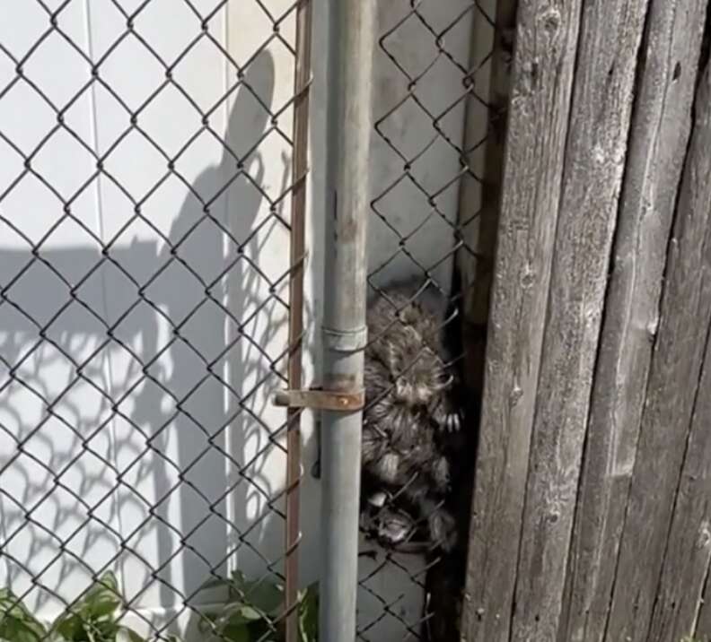raccoons stuck