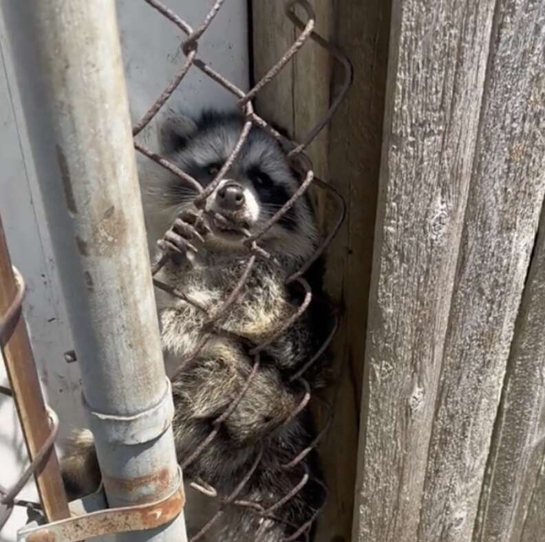 raccoon stuck in fence