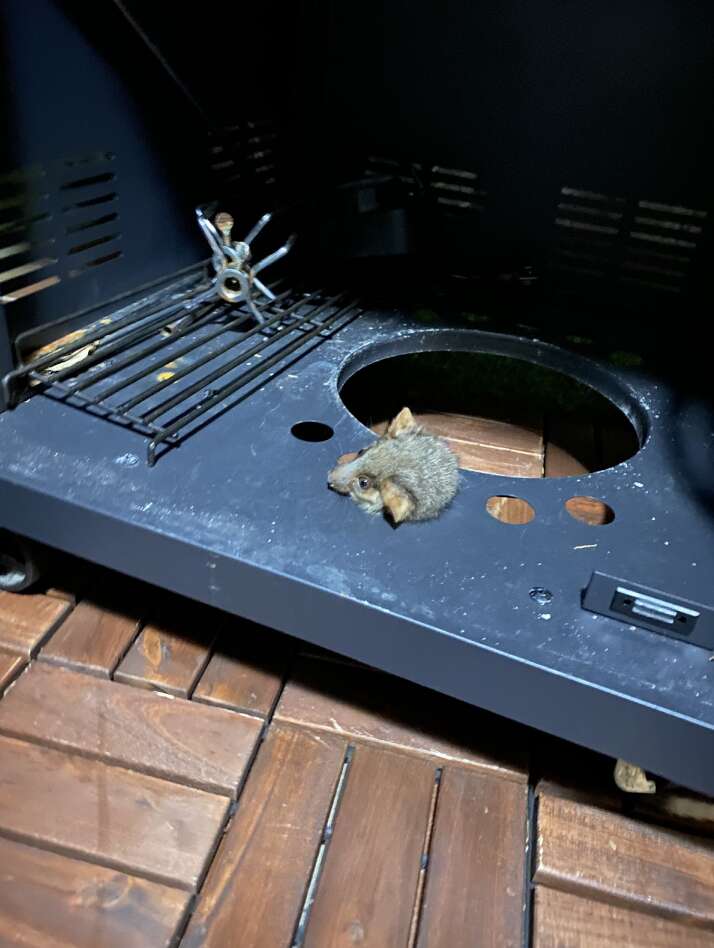 possum stuck