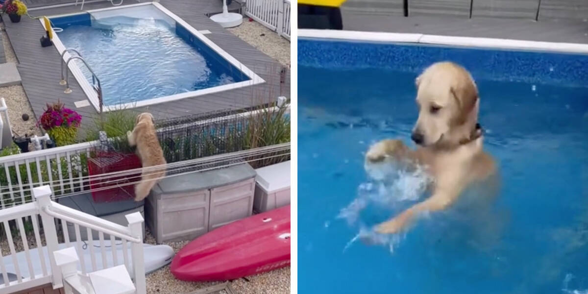 Dog Caught On Camera Sneaking Into Neighbor's Pool For A Swim - The Dodo