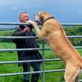 Grandpa Brings His 200-Pound Dog Everywhere