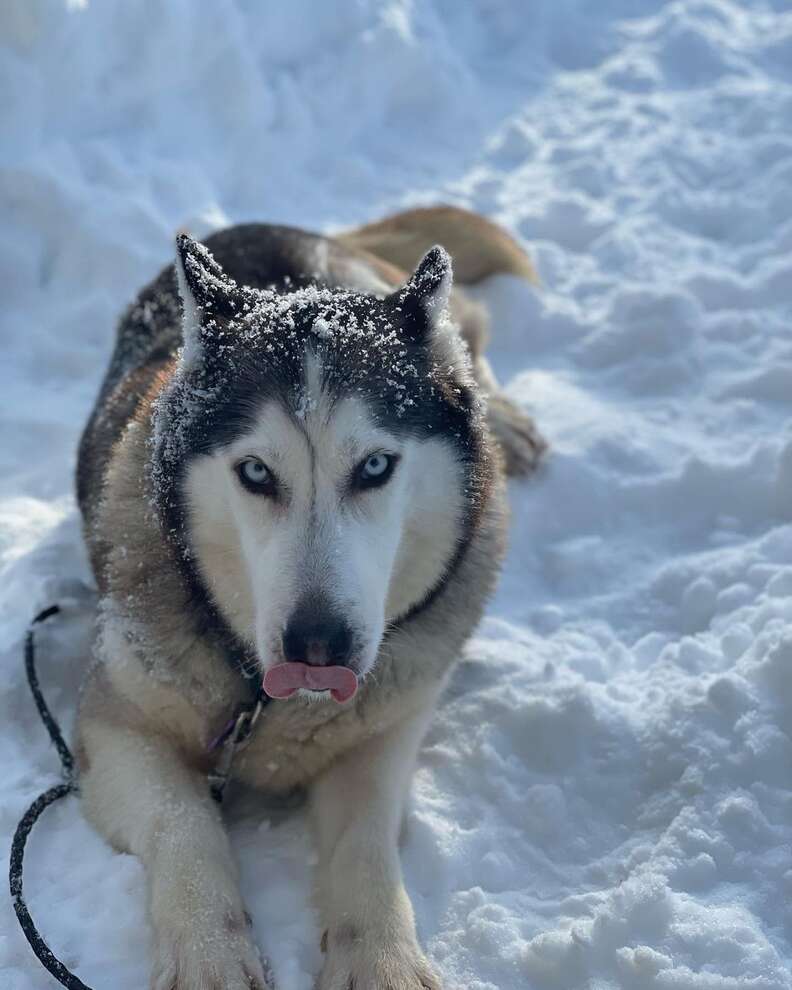 Husky in the snow