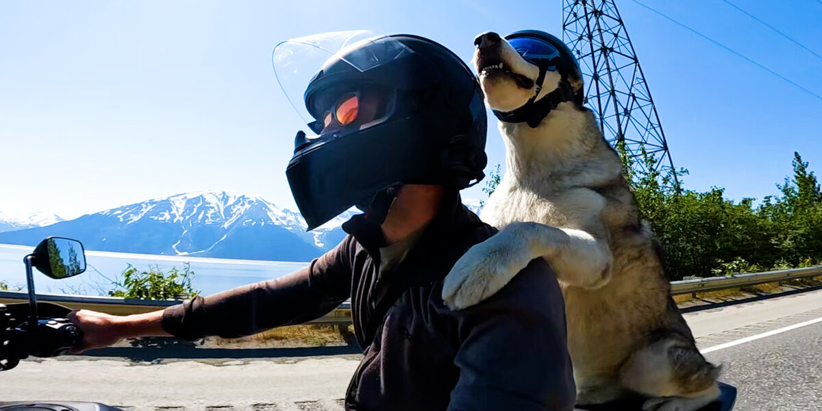 Dog Rides Motorcycle Dog Rides On His Dad's Motorcycle Through All 50 States - Videos - The Dodo
