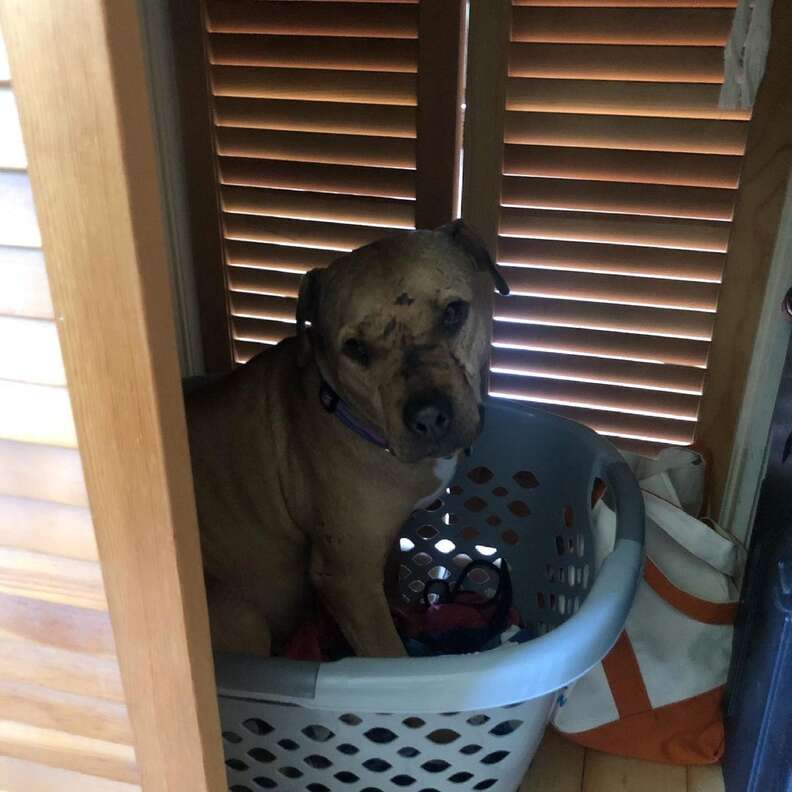 Rescue pittie hides in laundry basket