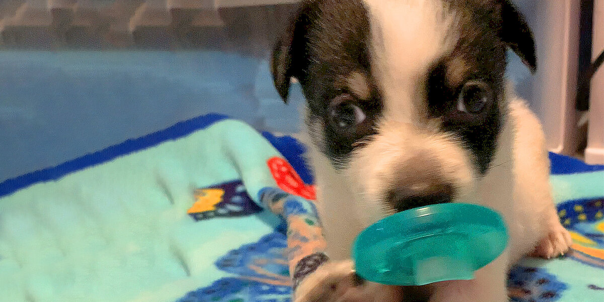 Puppies Won't Let Go Of Their Pacifiers Videos The Dodo