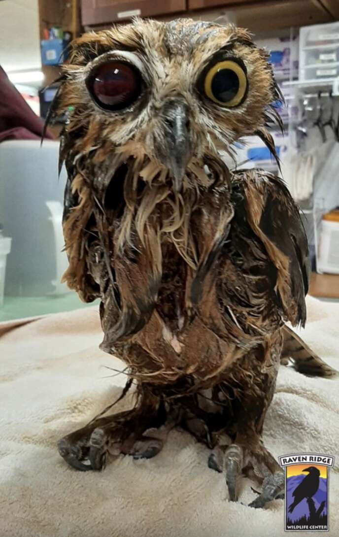 owl in distress