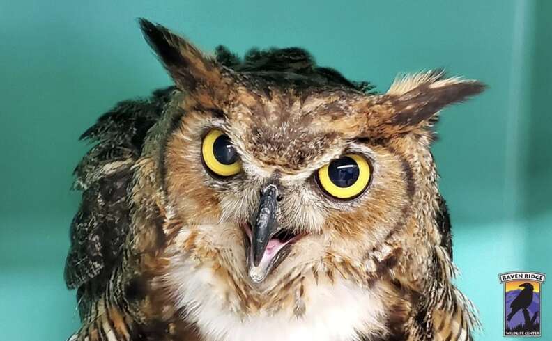 owl