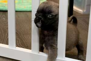 Itty-Bitty Pug Puppy Squeezes Through The Baby Gate