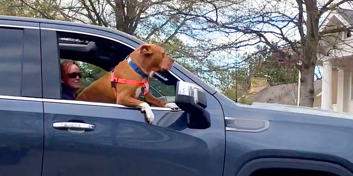Woman Drives Across Country With Her 3 Dogs And An Airstream Videos