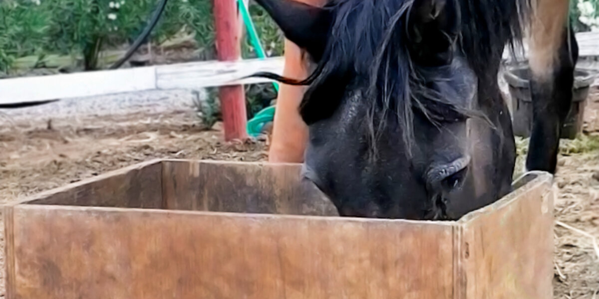 Chilean Rescued Horse Loves to Sneak Into the Storehouse to
Eat His Friend's Food