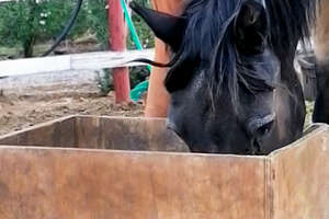 Chilean Rescued Horse Loves to Sneak Into the Storehouse to Eat His Friend's Food