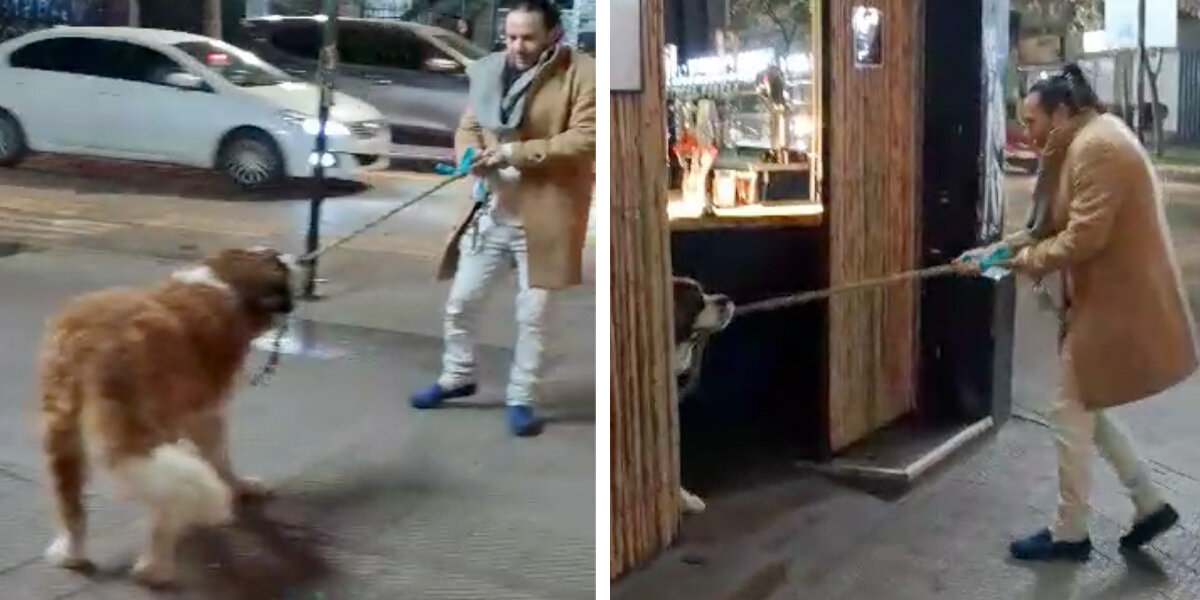 Bad Influence 'Guide' Dog Always Leads Her Dad To Her Favorite Bar ...