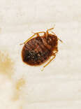 A zoomed-in image of what a bed bug looks like. 