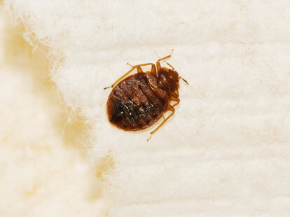 A zoomed-in image of what a bed bug looks like.