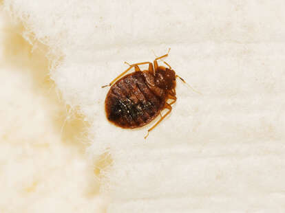 7 Las Vegas Strip hotels had reports of bed bugs