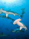 hammerhead sharks swimming in ocean