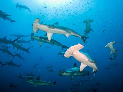 hammerhead sharks swimming in ocean