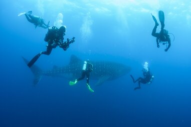 Scuba divers with whale shark