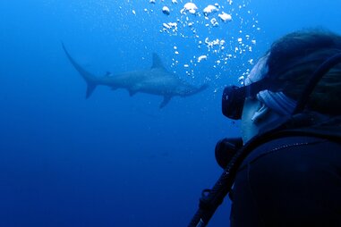 Scuba driver watching a shark
