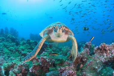 Sea turtle