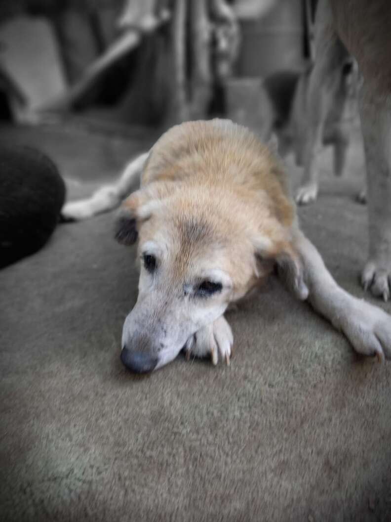 Dog Who Waited 11 Years At Shelter Can't Believe He Finally Has A Home