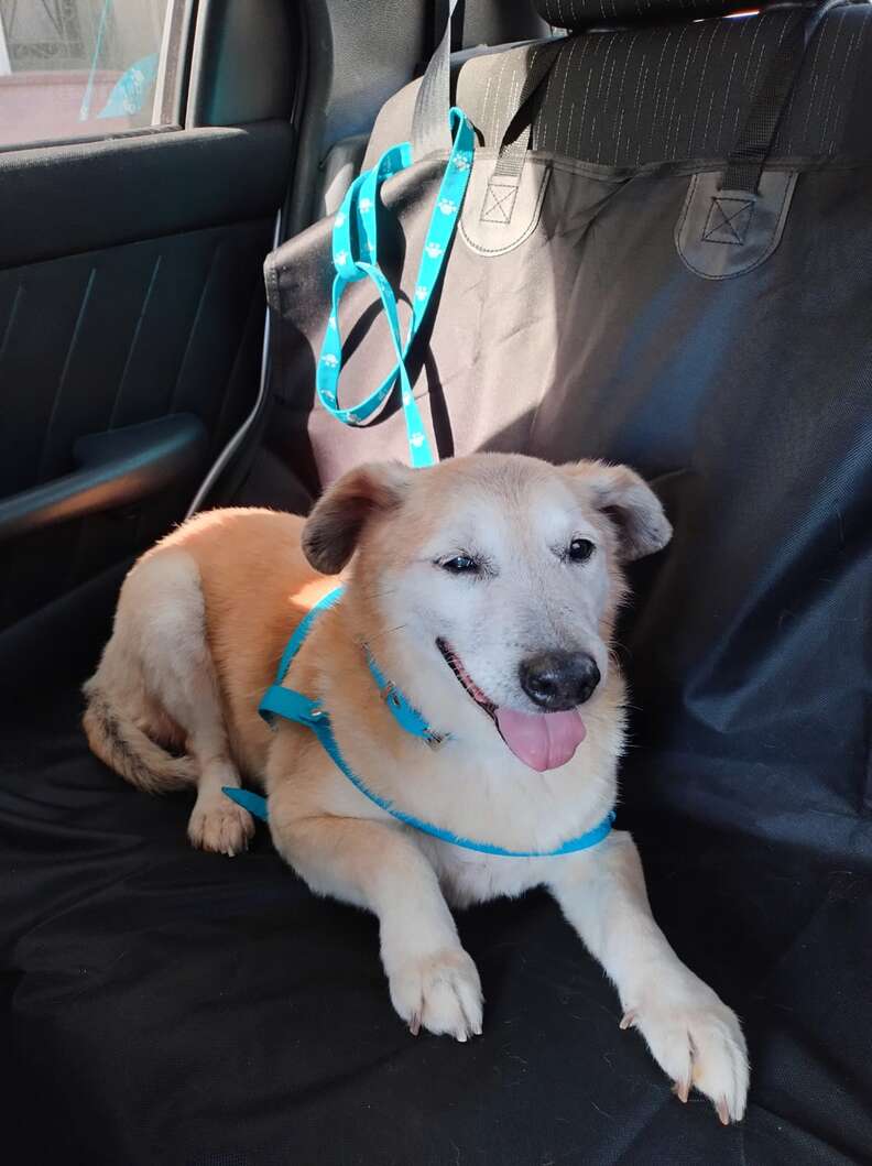 Dog Who Waited 11 Years At Shelter Can't Believe He Finally Has A Home